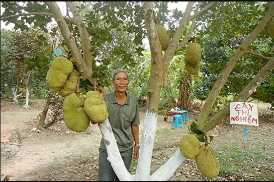 Ngoài trồng mít, ông Út Mẫn còn trồng và bán cây giống loại mít lạ này cho các vùng, miền khác trong nước và cả nước ngoài. Ảnh: Sdp. 