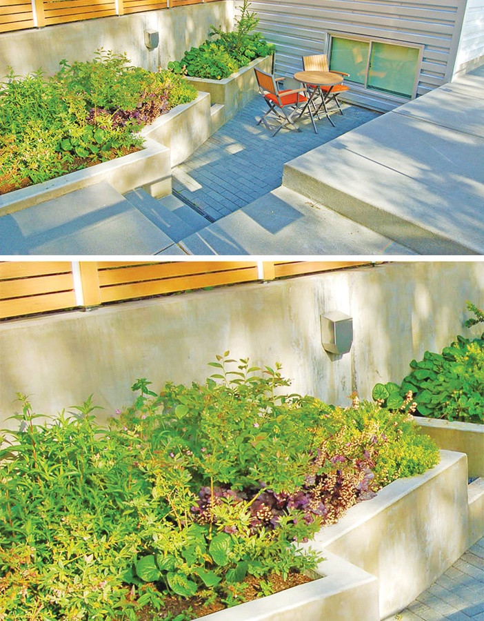 Không chỉ hoa, những bụi cây xanh khi được trồng trong bồn cũng mang lại vẻ đẹp riêng, tràn đầy năng lượng. Ảnh: Noithatmagazine.