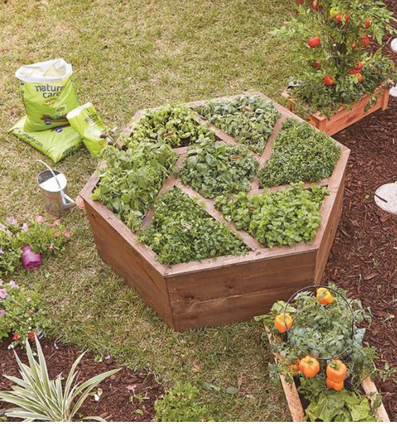 Bạn cũng có thể trồng những loại rau thơm trong chiếc bồn gỗ hình lục giác độc đáo này vừa để trang trí, vừa để sử dụng trong nấu nướng. Ảnh: Wordpress.