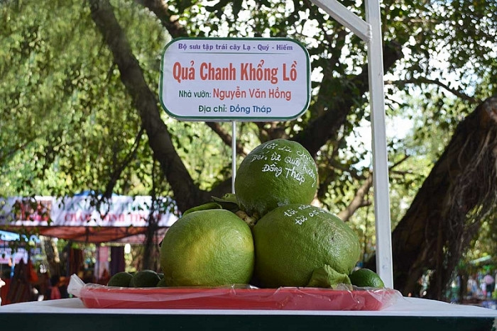 Tại lễ hội trái cây Nam Bộ vừa diễn ra tại quận 9 TP. HCM, nhiều chị em nội trợ thích thú trước loại chanh “ngoại cỡ”, to như trái bưởi. Ảnh: VOV.