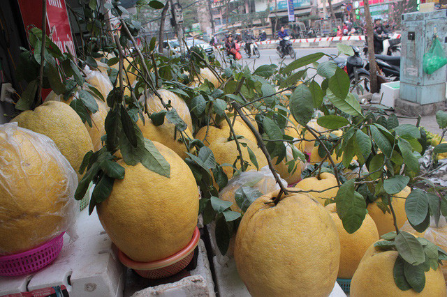 Có cân nặng gấp 3 – 4 lần so với bưởi thường, loại bưởi Kỳ Đà (Tuyên Quang) đang được bày bán khá nhiều ở các quầy hoa quả Hà Nội với giá từ 400 – 600.000 đồng/ quả. Ảnh: Dân Việt.