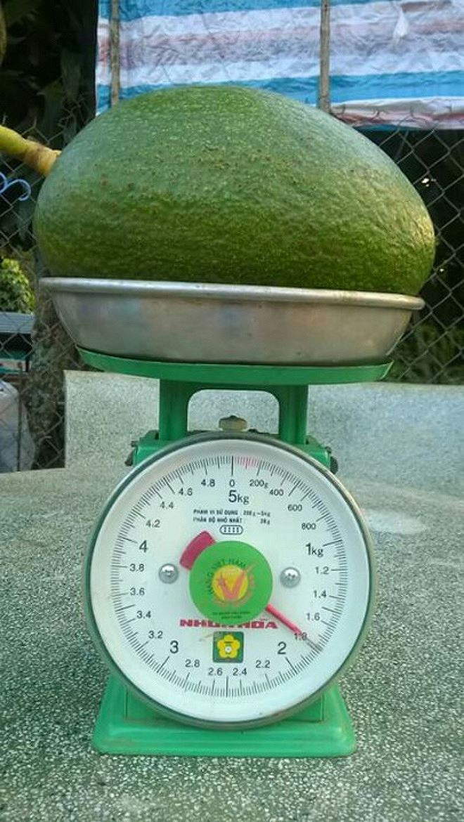 Một trong những loại quả khổng lồ đang gây "sốt" hiện nay là Bơ Thành Bích - hay còn gọi là bơ khổng lồ - là một trong những loại bơ ở Tây Nguyên được khách hàng sành ăn ở Hà Nội cực kỳ ưa chuộng. Loại bơ này đặc biệt khi trọng lượng lên tới 1,2-1,8 kg/quả, thậm chí có quả nặng 2,2kg. Ảnh: Vietnamnet.