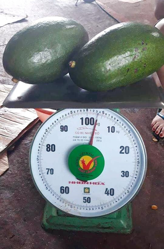 Giá của loại bơ này cũng thuộc loại “khủng” với 190.000 – 200.000 đồng/kg. Như vậy có thể tính, mỗi quả bơ có giá 300.000 – 400.000 đồng. Mức giá này so với bơ thường đắt gấp 5 lần, bởi đang mùa bơ, giá bơ dao động từ 40.000 – 60.000 đồng/kg. Ảnh: Vietnamnet.