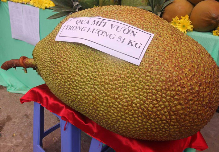 Nhiều trái mít khổng lồ nặng từ 30 – 40kg/quả xuất hiện tại thị trường Hà Nội năm nay khiến nhiều chị em mê mẩn. Ảnh: Dân Việt.