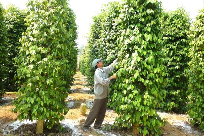 Hiện giá tiêu vẫn chưa có dấu hiệu phục hồi khiến người trồng tiêu lo lắng. Ảnh baocongthuong.