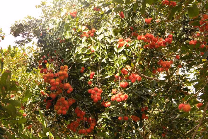 Những vườn chôm chôm đang vào thời điểm chín rộ, đỏ rực cả khu vườn. Ảnh: Miennamvui.