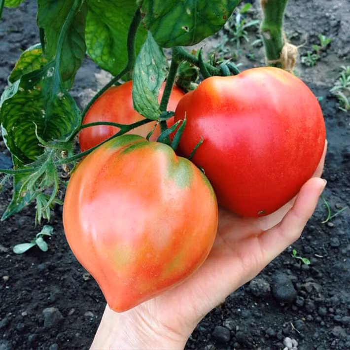 Cà chua hình trái tim có xuất xứ từ Nga với hình dáng trái tim rất bắt mắt. Ảnh: Hatgiongphuongnam.