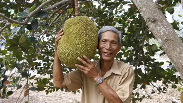 Đặc biệt, mít không hạt không chỉ tiêu thụ trong nước mà còn xuất khẩu sang Thái Lan, Lào, Campuchia. Ảnh: 235.