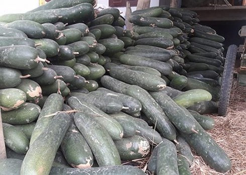 Những ngày này, nông dân xã Cẩm Kim, thành phố Hội An, tỉnh Quảng Nam đứng ngồi không yên vì bí đao thu hoạch xong không có nơi tiêu thụ. Hiện giá bí đao chỉ 1.000 - 1.500 đồng/kg mà không có người mua nên nhiều nông dân bỏ mặc bí thối đầy đồng. Ảnh: VOV.