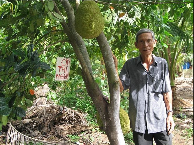 Năm 2010, giống mít của ông Mẫn đạt giải nhất Hội thi trái cây ngon - an toàn Nam Bộ và chính thức được đặt với tên gọi mít không hạt Ba Láng. Ảnh: Imgur