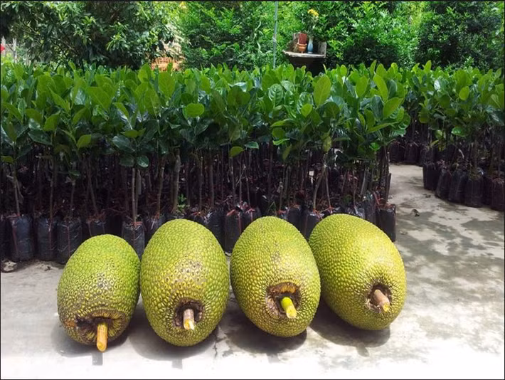 Giống mít không hạt ông Út Mẫn trồng có nguồn gốc từ Myanmar, giá bán 50.000 đồng/kg, cao hơn mít thường. Ảnh: Blogspot.