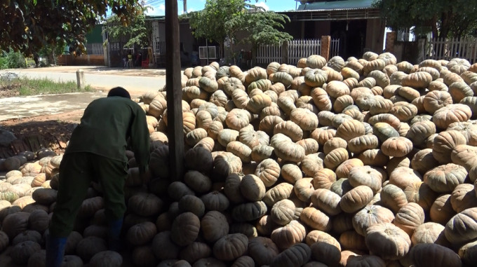 Nhu cầu thị trường về bí đỏ không nhiều trong khi lượng trồng tăng khiến một số lượng lớn bí đỏ bị tồn đọng. Ảnh: phapluatplus.