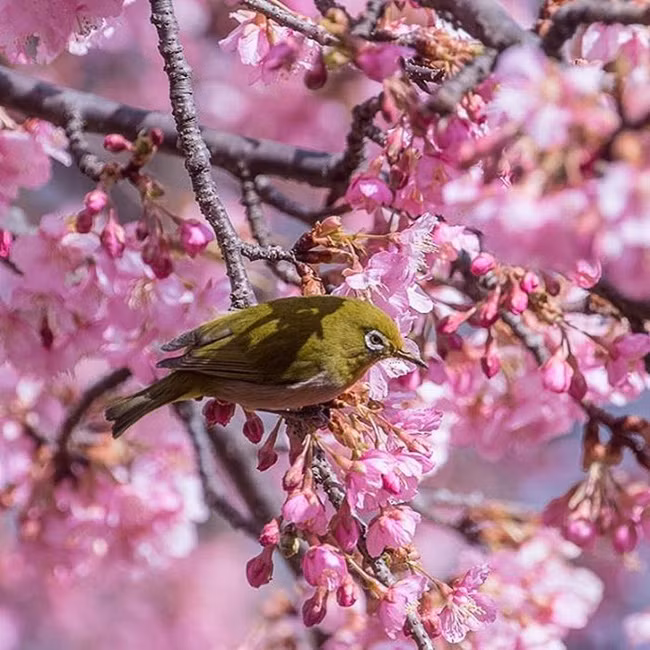 Hơi thở mùa xuân bỗng gói gọn lại bằng vài bông hoa cùng tiếng chim hót.