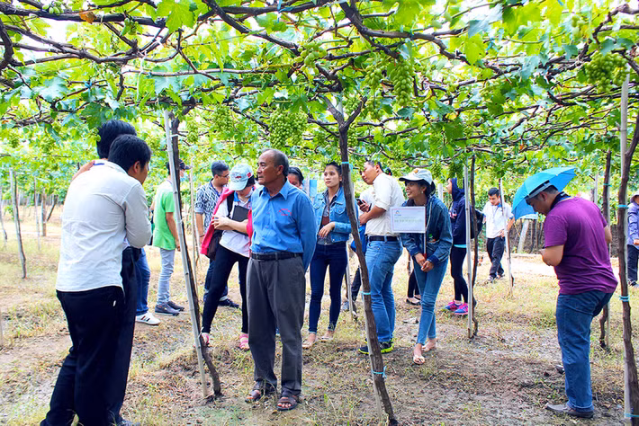 Theo chủ nhân của, nho Ninh Thuận của ông chủ yếu chỉ cung cấp cho hai thị trường lớn là Hà Nội và TP.HCM. Ảnh: Zing.