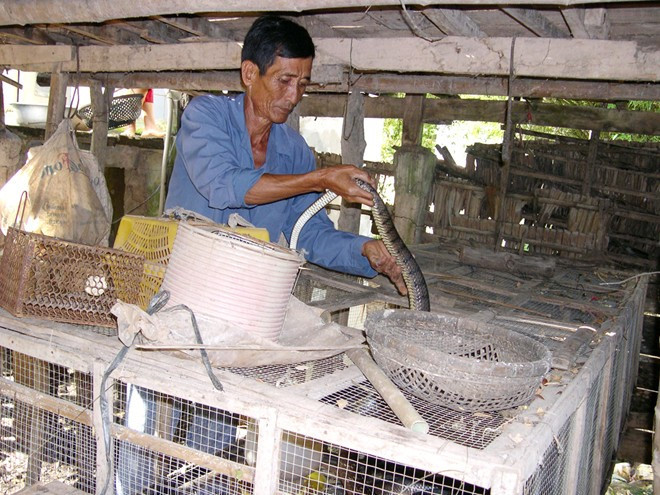 Còn ông Phan Chiến Hải, ấp Thới Xuyên, xã Thới Đông, huyện Cờ Đỏ (TP Cần Thơ) đang nuôi hơn 300 con rắn lớn nhỏ, trong đó có hơn 120 con rắn bố mẹ, cho biết, phong trào nuôi rắn trong nhà phát triển rất mạnh, nên từ nuôi rắn thịt ban đầu, nay ông chuyển sang đầu tư lớn cho rắn giống. Ảnh: Zing.
