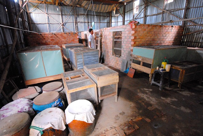 Cũng hốt bạc nhờ nghề nuôi rắn, ông Võ Văn Đở ở ấp Phước Hòa, xã Phước Hưng, huyện An Phú nuôi gần 300 con rắn hổ hèo với chuồng đặt ngay trong nhà, cho biết, hổ hèo là loài rắn dễ nuôi, đầu ra lại ồn định. Năm 2006, ông mua 20 con giống có nguồn gốc từ Tây Ninh. Sau gần một năm chăm sóc, con lớn nhất nặng khoảng 1,5 kg, ông bán lứa đầu tiên lời trên 7 triệu đồng. Thấy mô hình đơn giản, dễ làm, ông phát triển mạnh cho đến nay. Ảnh: Zing.