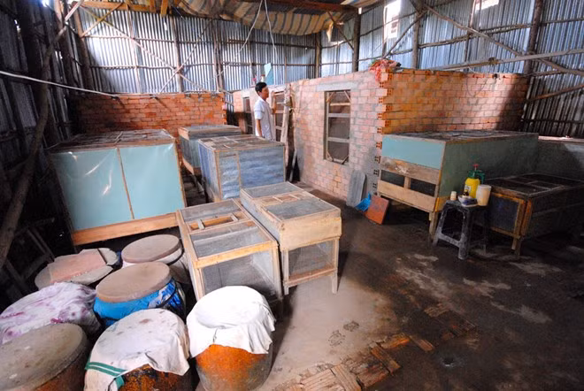 Cũng hốt bạc nhờ nghề nuôi rắn, ông Võ Văn Đở ở ấp Phước Hòa, xã Phước Hưng, huyện An Phú nuôi gần 300 con rắn hổ hèo với chuồng đặt ngay trong nhà, cho biết, hổ hèo là loài rắn dễ nuôi, đầu ra lại ồn định. Năm 2006, ông mua 20 con giống có nguồn gốc từ Tây Ninh. Sau gần một năm chăm sóc, con lớn nhất nặng khoảng 1,5 kg, ông bán lứa đầu tiên lời trên 7 triệu đồng. Thấy mô hình đơn giản, dễ làm, ông phát triển mạnh cho đến nay. Ảnh: Zing.