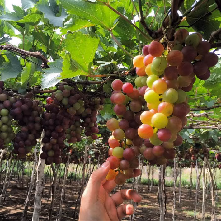 Ở đây, du khách có thể thoải mái chụp ảnh. Ảnh: ivivu.com