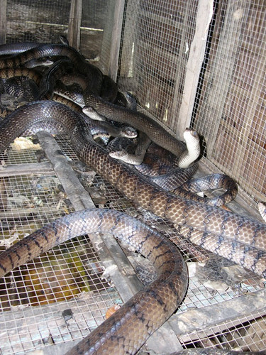 Theo ông Đở, rắn nuôi trong nhà thông thường được thả trong hai loại chuồng: chuồng xi măng hoặc chuồng lưới. Nhưng với riêng ông thì chuồng lưới vừa vệ sinh sạch sẽ vừa dễ chăm sóc. Nếu chuồng có kích thước 3 x 2 m thì có thể nuôi từ 100 đến 150 rắn nhỏ và khoảng 50 rắn lớn. Ảnh: Zing.