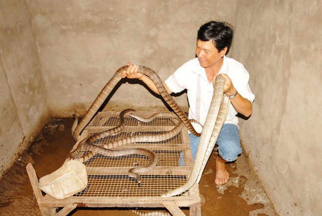 Trung bình đàn rắn nuôi trong nhà của gia đình ông Đỡ có khoảng 600 con lớn nhỏ, mỗi năm bán rắn thịt và rắn giống thu về trên 150 triệu đồng. Ảnh: Zing.