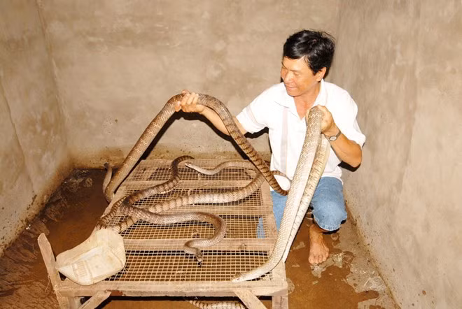 Trung bình đàn rắn nuôi trong nhà của gia đình ông Đỡ có khoảng 600 con lớn nhỏ, mỗi năm bán rắn thịt và rắn giống thu về trên 150 triệu đồng. Ảnh: Zing.