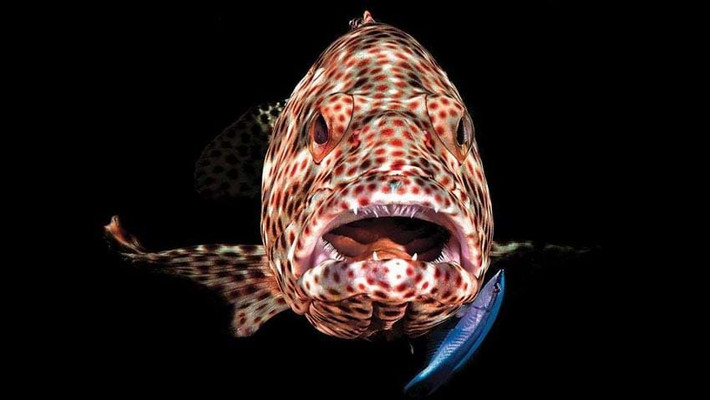 Con cá mú đáng yêu với chiếc miệng mở rộng này đã đem lại cho Ferenc Lorincz giải Ba thể loại ảnh chụp bằng máy du lịch.