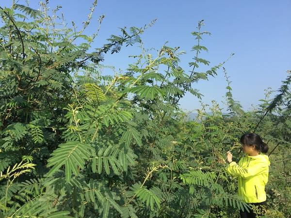 Trung bình mỗi cây cho khoảng 10.000 hạt/năm. Hạt có sức sống cao, dễ nẩy mầm khi gặp đất có độ ẩm, phát tán rộng bằng nhiều con đường như gió, nguồn nước, côn trùng, chim và động vật.