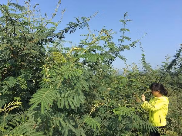 Trung bình mỗi cây cho khoảng 10.000 hạt/năm. Hạt có sức sống cao, dễ nẩy mầm khi gặp đất có độ ẩm, phát tán rộng bằng nhiều con đường như gió, nguồn nước, côn trùng, chim và động vật.