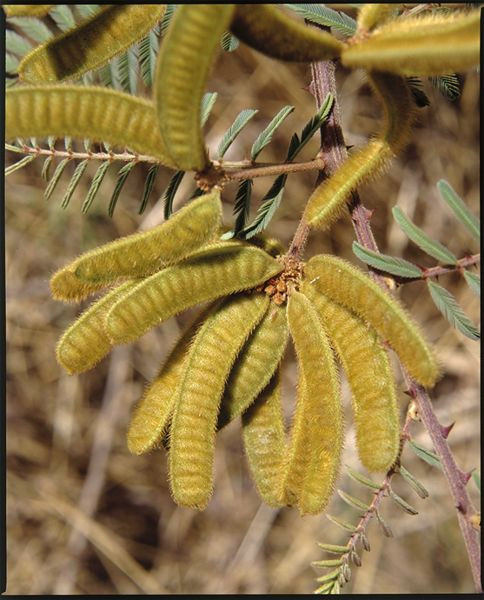 Theo thống kê chưa đầy đủ, hiện đã có 20 loài ngoại lai có nguy cơ xâm hại xuất hiện ở nước ta, gây tác động lên tài nguyên môi trường, đa dạng sinh học, ảnh hưởng đến sức khỏe người dân, nhất là gây thiệt hại cho trồng trọt, chăn nuôi, lâm nghiệp, thủy sản.