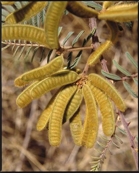 Theo thống kê chưa đầy đủ, hiện đã có 20 loài ngoại lai có nguy cơ xâm hại xuất hiện ở nước ta, gây tác động lên tài nguyên môi trường, đa dạng sinh học, ảnh hưởng đến sức khỏe người dân, nhất là gây thiệt hại cho trồng trọt, chăn nuôi, lâm nghiệp, thủy sản.