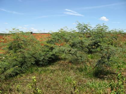 Cây trinh nữ đầm lầy sinh trưởng nhanh, sinh sôi mạnh có thể nhanh chóng tạo thành những thảm, rừng cây bụi lớn, lấn át làm các loài cây khác không phát triển được.