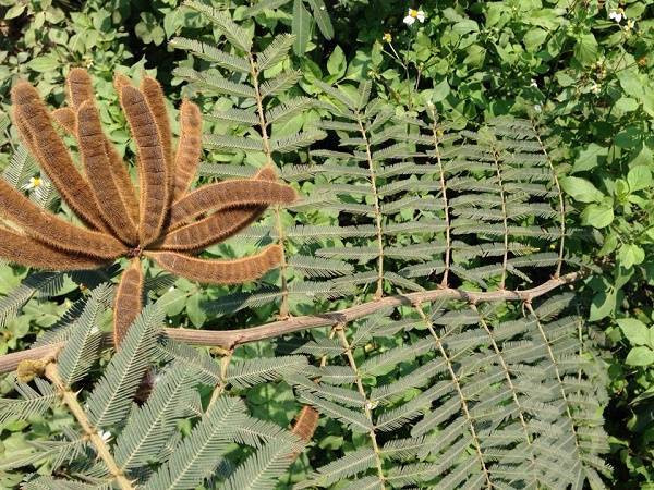 Số liệu thống kê sơ bộ cho thấy, chỉ tính riêng diện tích đất ở các tỉnh vùng ĐBSCL bị cây mai dương xâm lấn lên đến 6.000 ha, còn các tỉnh Đông Nam bộ, Tây Nguyên và các tỉnh phía Bắc là trên 10.000 ha.