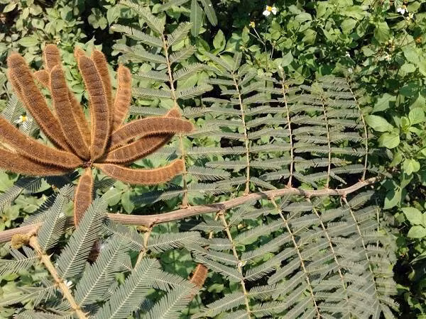 Số liệu thống kê sơ bộ cho thấy, chỉ tính riêng diện tích đất ở các tỉnh vùng ĐBSCL bị cây mai dương xâm lấn lên đến 6.000 ha, còn các tỉnh Đông Nam bộ, Tây Nguyên và các tỉnh phía Bắc là trên 10.000 ha.