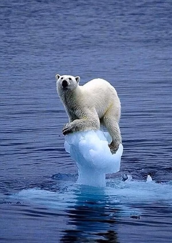 Đây là một con gấu Bắc cực đang cố bám víu vào miếng băng cuối cùng. Trái đất nóng lên khiến băng tan trở thành nguy cơ tuyệt chủng với loài gấu này.