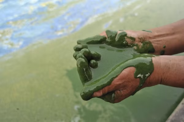 Bức ảnh trên được chụp tại Hồ Chaohu của Trung Quốc, nơi một ngư dân vục một ít nước lên bàn tay. Đó là sự lây lan của tảo xảy ra trên bờ. Động vật dưới nước đang đau khổ vì những thứ như thế này và ngày không xa khi con người cũng sẽ phải chịu đựng.