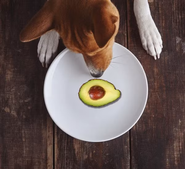 Bơ là loại quả rất tốt cho cơ thể, tuy nhiên chỉ thịt bơ chín thôi nhé. Còn lại phần lá, hột hoặc bơ xanh đều chứa chất độc. Đặc biệt đối với các loại chim chóc, nên tránh xa bơ xanh ra nhé!