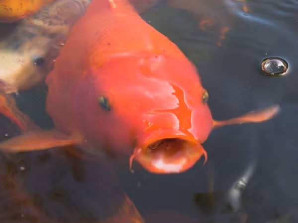 Cá Koi sống rất thọ, một "cụ" cá Koi ở Nhật Bản tên Hanako đã sống 226 năm, chết vào năm 1977.