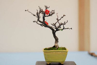 Không có vẻ khẳng khiu, góc cạnh như các loại đào khác, đào mini mang vẻ viên mãn bởi những cành đào ngắn, mập. Ảnh: bonsaitonight.com