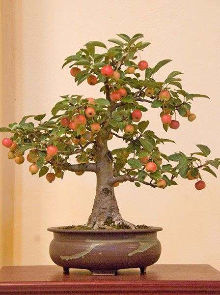 Hương vị của trái táo gai được miêu tả là "như những trái táo quá chín". Ảnh: Pur.Equilibrium.