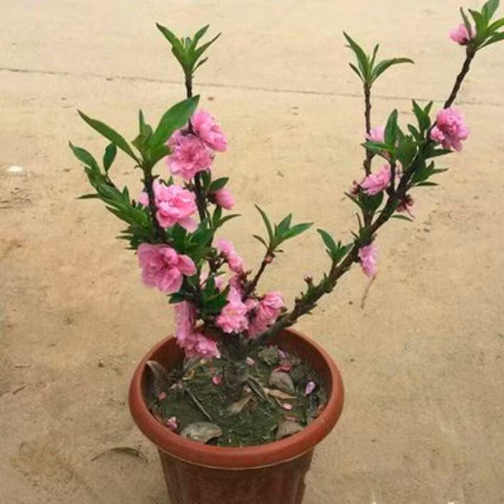 Ban đêm toả hương thơm thoang thoảng mà giống đào khác không có được. Ảnh: FB Tình Yêu Đến Muộn‎.