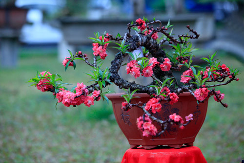 Những gốc đào bonsai này còn được phủ kín nụ từ gốc lên tới tận đầu cành. Ảnh: Dân Việt.