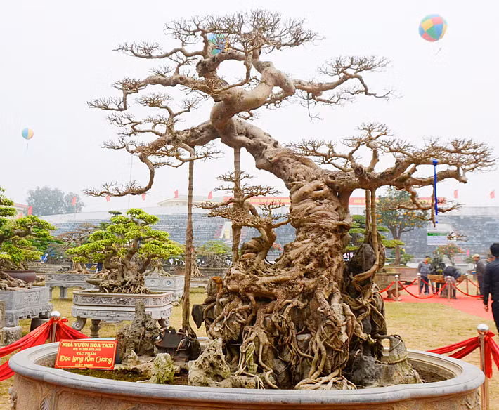 Trong giới chơi sinh vật cảnh Việt Nam, ông Lại Quang Hòa hay còn gọi là “Hòa Taxi” (SN 1961, Văn Giang, Hưng Yên) - chủ nhân của cây sanh trăm tuổi có thế “Độc long kim cương” này không phải là cái tên lạ lẫm.