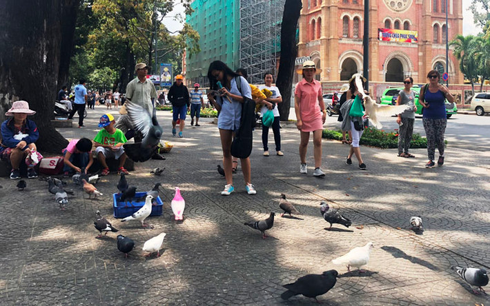 Du khách thích thú ngắm nhìn đàn bồ câu hàng trăm con tại khu vực gần Nhà thờ Đức Bà, quận 1.