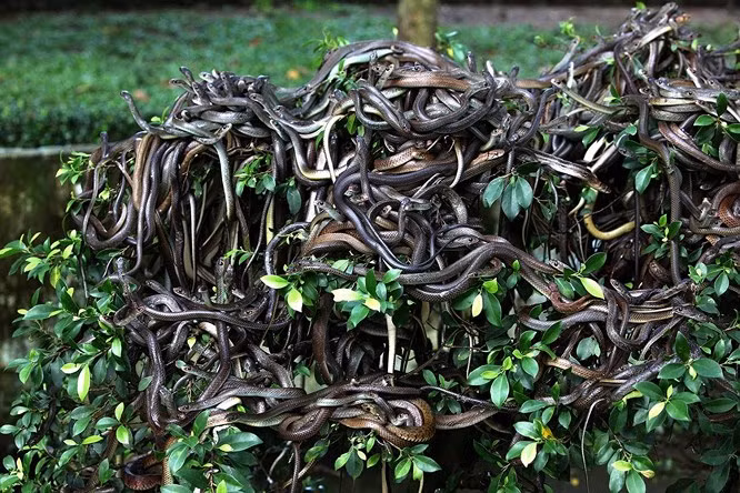 2. Đảo rắn Đảo rắn tại Brazil sở hữu vẻ đẹp tựa thiên đường nhưng với gần 400.000 con rắn độc bậc nhất thế giới vừa là nỗi sợ, vừa kích thích sự hiếu kỳ của du khách ưa mạo hiểm. Người dân Brazil thường kể cho những vị khách du lịch hai câu chuyện đáng sợ về những người chết vì rắn trên hòn đảo. Do đó, nếu lên đảo, du khách sẽ luôn phải đối mặt với tử thần.