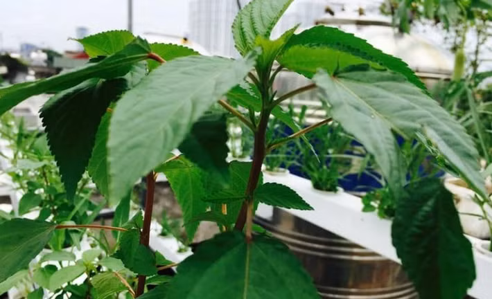 Rau đay dễ trồng, thích nghi nhanh với môi trường. Để trồng bằng phương pháp thủy canh, cần gieo trực tiếp hạt giống trên giá thể thủy canh, cung cấp độ ẩm vừa đủ để hạt nảy mầm. Ảnh: Lisado.