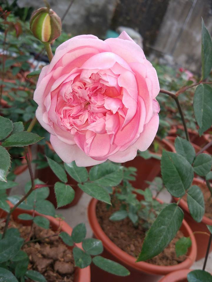 Không những thế hồng cổ Sapa còn có mùi hương dễ chịu và cực kỳ sai hoa. Ảnh: FB Caycanhvahatgiong.