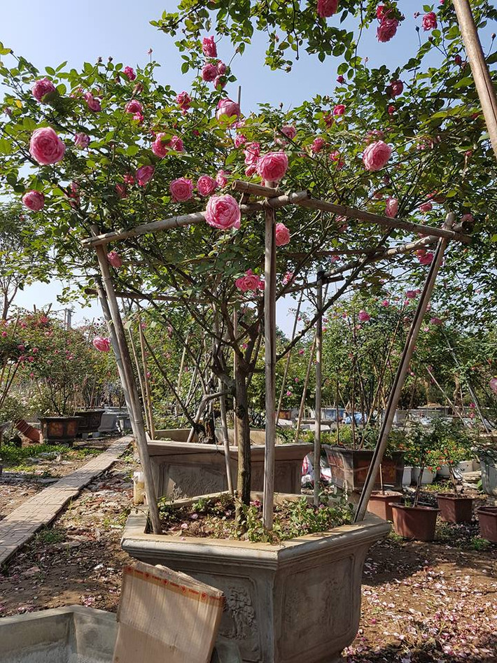 Hồng cổ Sapa có thể ra hoa quanh năm. Số lượng lớp cánh dầy lên đến hơn 50 lớp. Ảnh: FB Lê Mạnh.