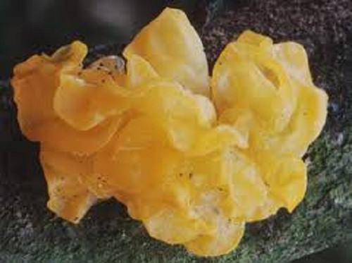 Mộc nhĩ vàng còn được gọi là “kim nhĩ”. Chúng thường mọc trong rừng sồi trên núi cao ở Vân Nam, Trung Quốc. Ảnh: First Nature.