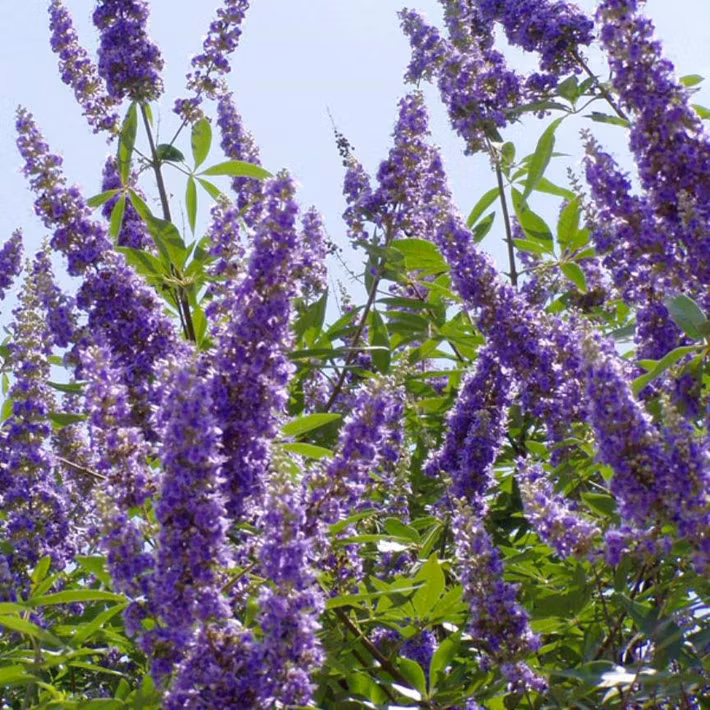 Có hoa màu tím đẹp mắt nên trinh nữ Địa Trung Hải được ưa chuộng trồng làm cảnh trong chậu. Ảnh: FB Vinhlan Hoabanglang.