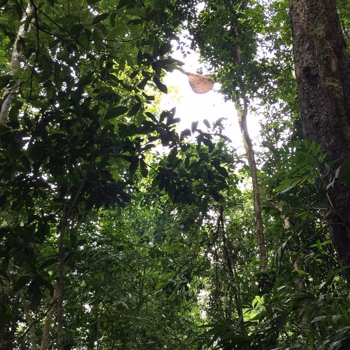 Loài ong được săn chủ yếu là ong rừng tự nhiên như ong mật, ong rừng. Ảnh: Hatinh24h.